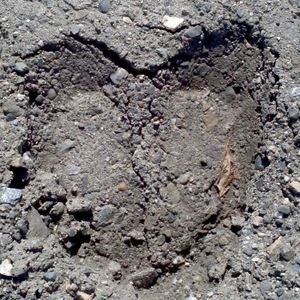 Meet your Posher, Annie